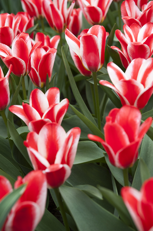 Tulipes