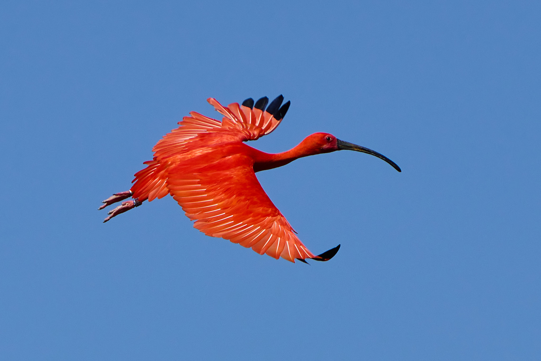 Parc Aux Oiseaux Villars Les Dombes
