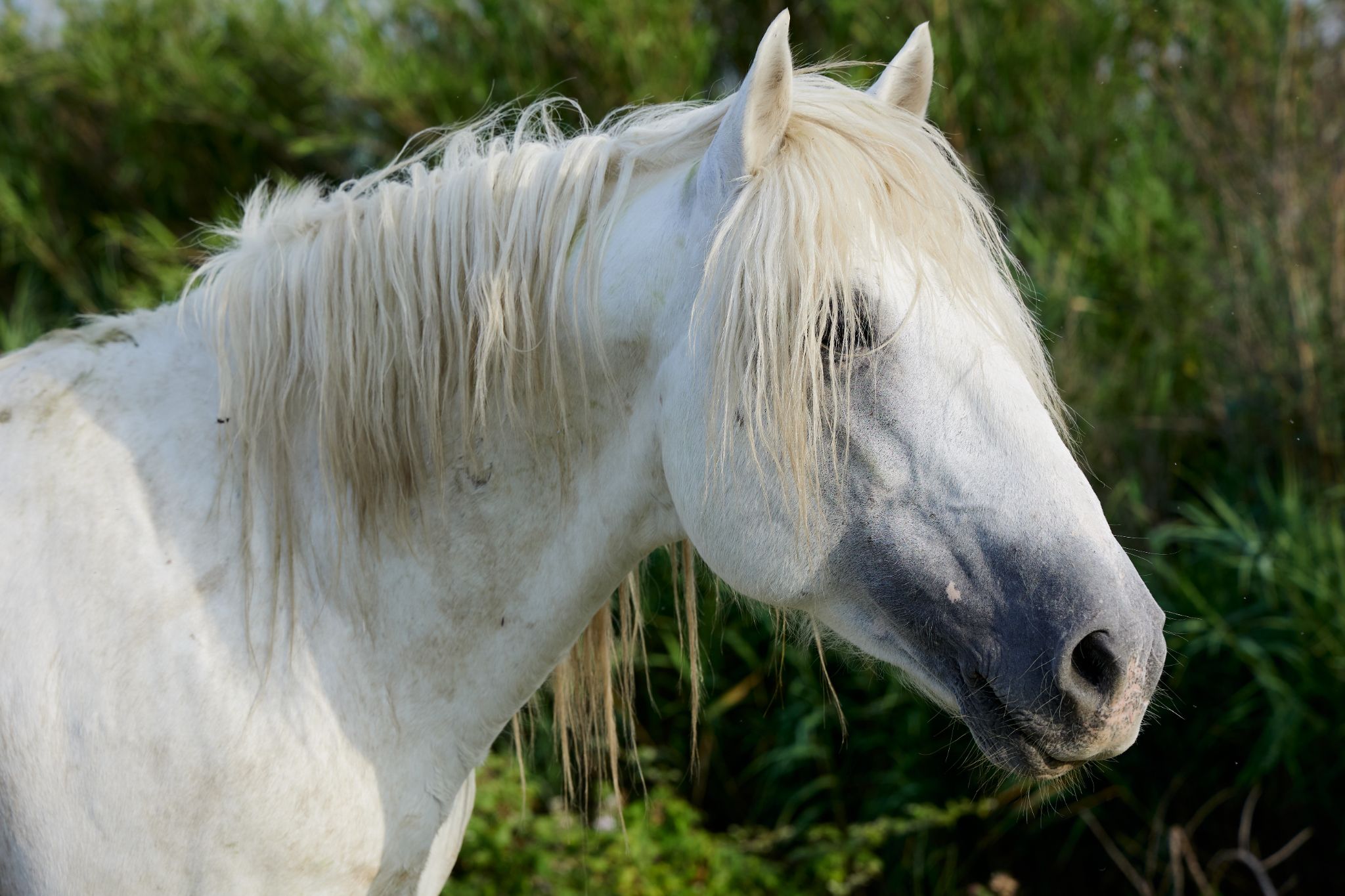 Le Mas Du Pont Rouge
