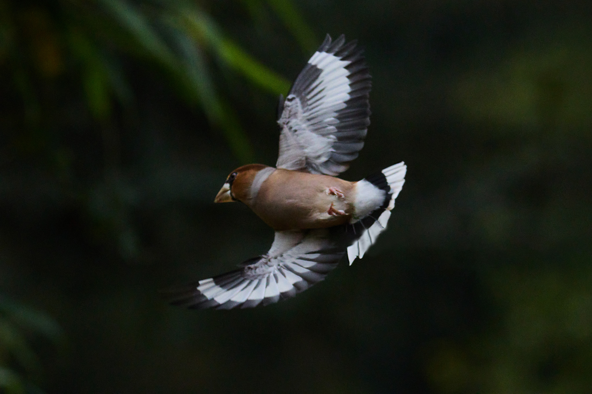 373CDCE8 1159 455D 8535 2697D6C256B4