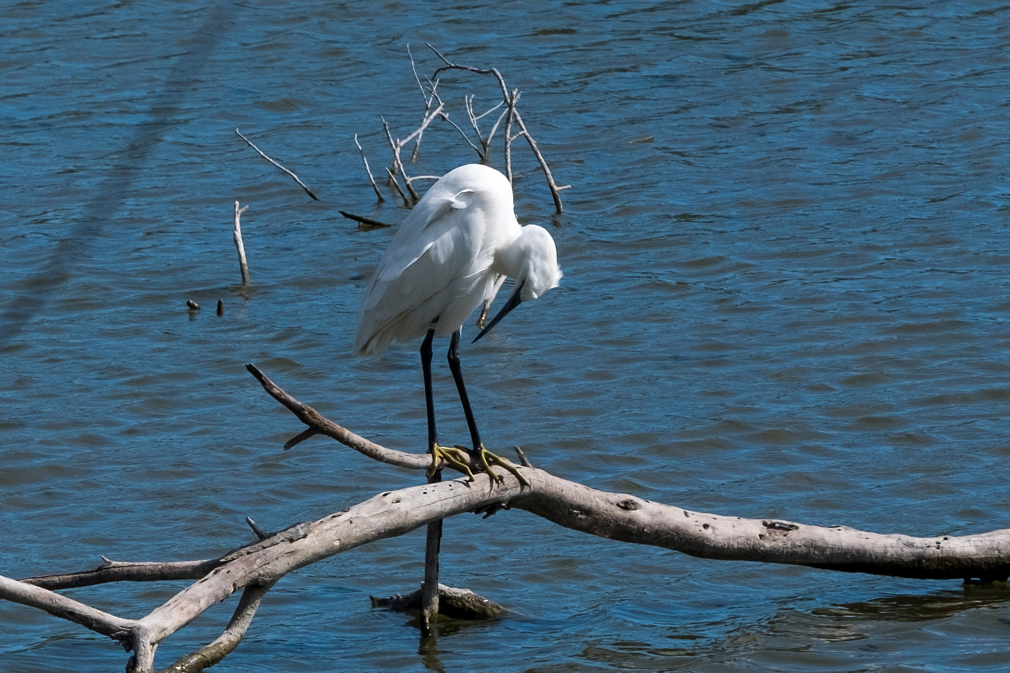 Aigrette