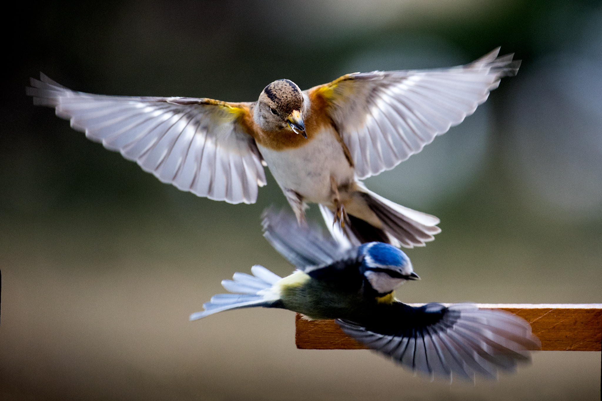 Chardonneret élégeant
