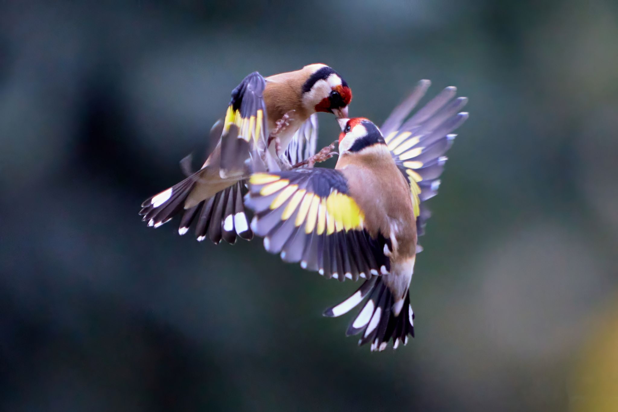 023 4293