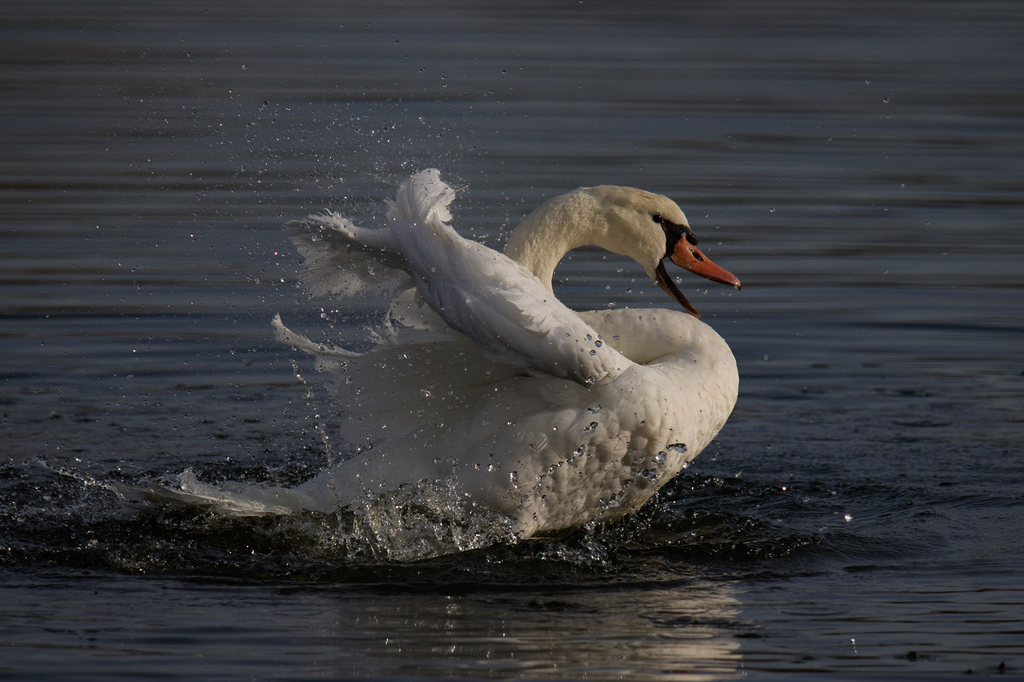 Cygne