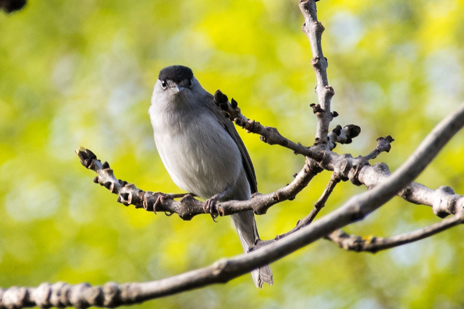 Fauvette à Tête Noire