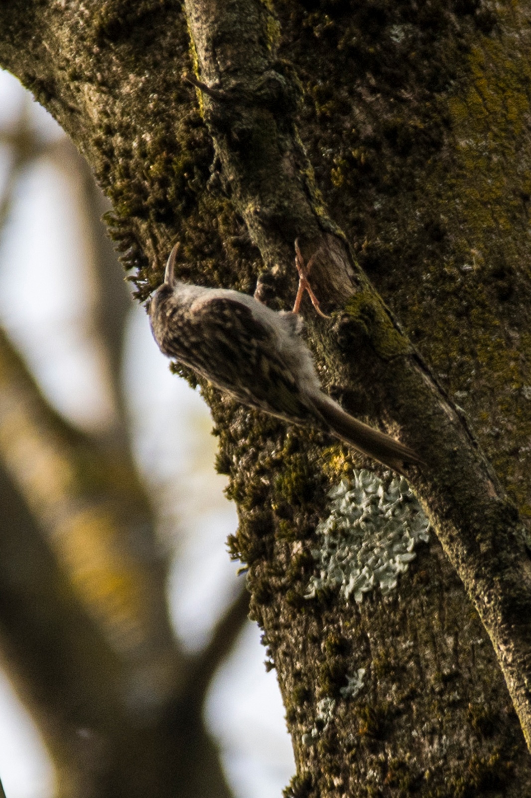 Grimpereau Des Arbres