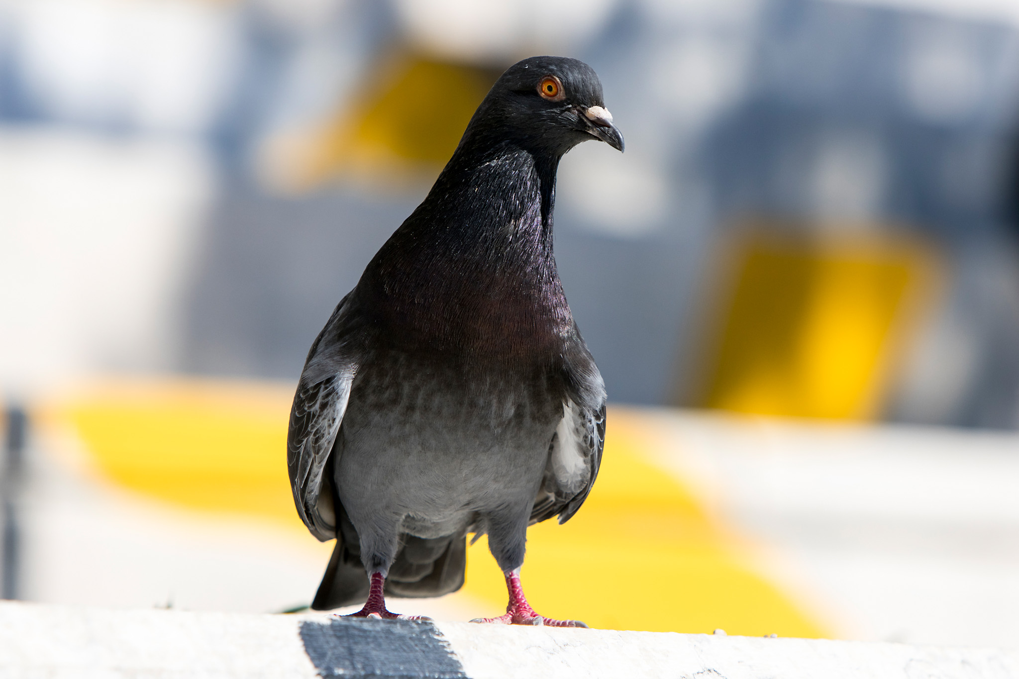 Pigeon