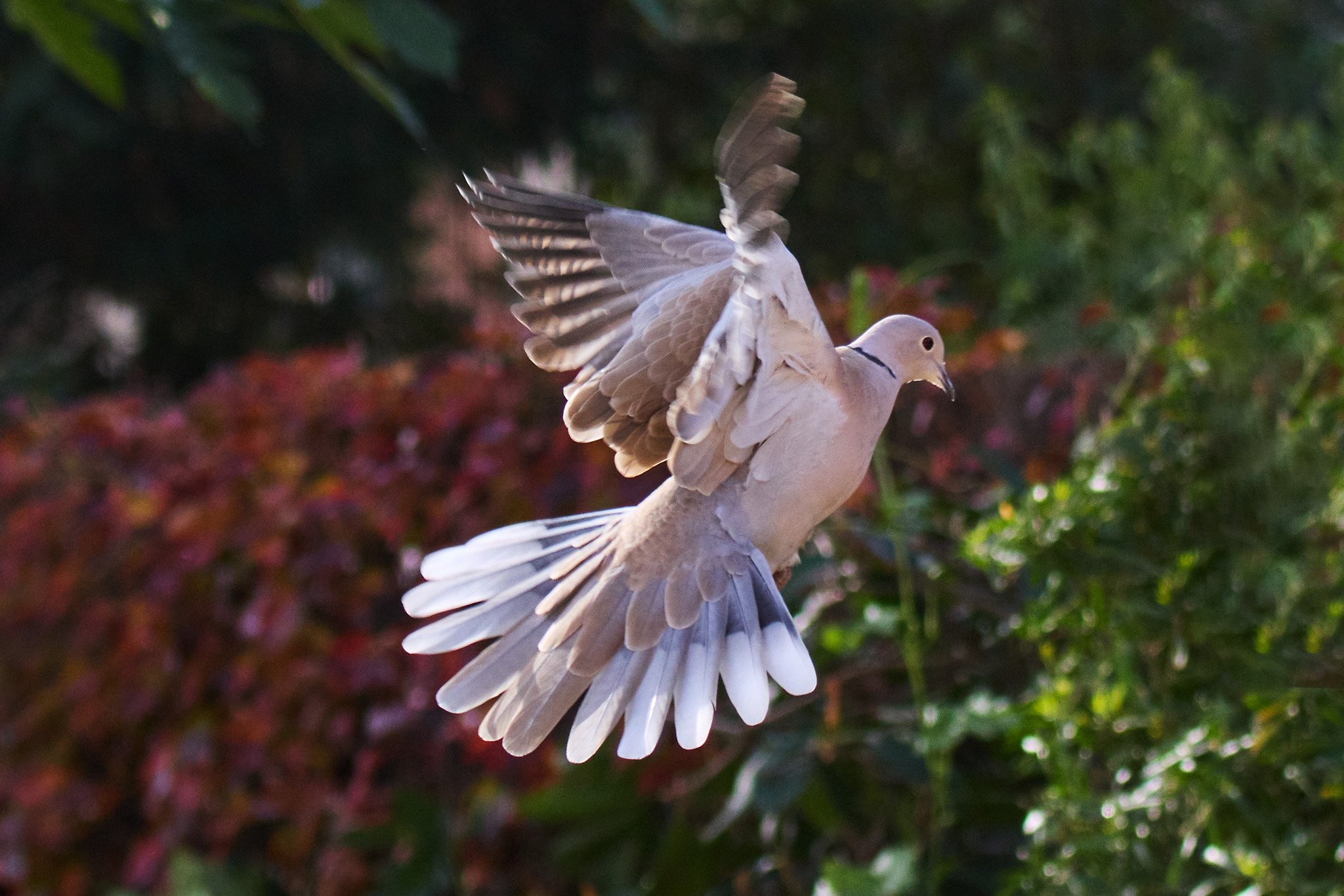 4B696F60 A90C 48BC ACC8 DB87EF1153EE